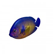 Coral Beauty Angelfish v1  3d model