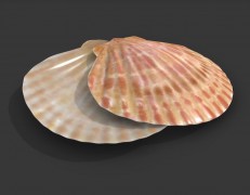 海壳PBR 3d model