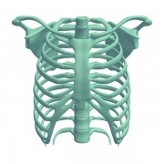 RibCage v2 3d model