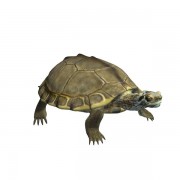 Perlenschildkröte v1 3d model