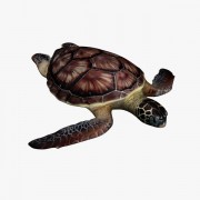  Sea Turtle V1  3d model