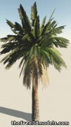 Palm Tree 3d model