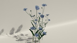 Cornflower 3d model