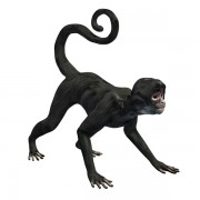 Spider Monkey v1  3d model