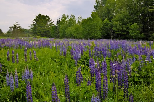 Field of purple lupines photographed by Scott Gilbertson