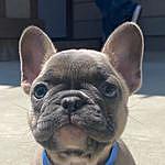 Wendy Dahl - @touchofgreyfrenchbulldogs Instagram Profile Photo