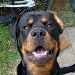 Buddy_The_Rottie - @buddy_the_rottie_ Instagram Profile Photo