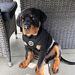 Buddy Rottweiler - @buddyrottweiler030 Instagram Profile Photo