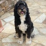 Darla Draper - @darla.the.bernedoodle Instagram Profile Photo