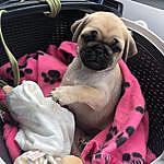 Doris Bird - @doristhepug2319 Instagram Profile Photo