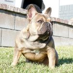 Emmitt Smith - @emmitt_smith_thefrenchie Instagram Profile Photo