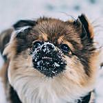 George Mumford - @george.the.pom Instagram Profile Photo