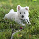 Glenn Finnegan Mize - @glennthewestie Instagram Profile Photo