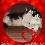 Loretta Price - @crazy_cat_lady221 Instagram Profile Photo