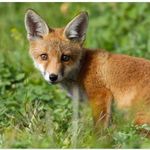 renard-love - @beatrice_loupe6 Instagram Profile Photo