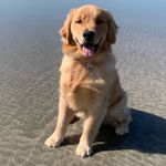 Red Jeffries - @red_thegolden_ Instagram Profile Photo