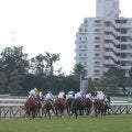 【こうやまき賞結果】カラマティアノスが差し切り2連勝