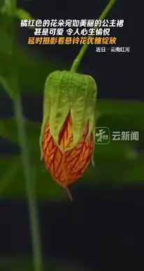 看悬铃花优雅绽放