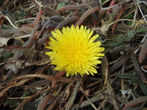 １月３日のたんぽぽの花