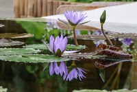 睡蓮とスイレン（草津市・草津市立水生植物公園）