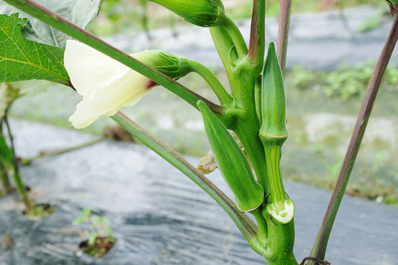 野菜がたくさんです