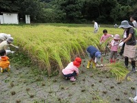 稲刈り１回目