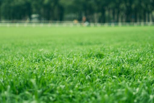 2018年乌鲁木齐米东区饲草种植补贴：每亩补贴多少钱？