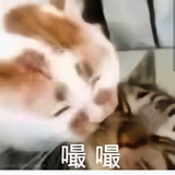 小猫经理