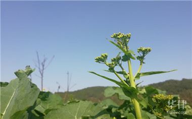 农村土地入股合作协议怎么写