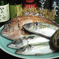 【鮮魚を味わう】