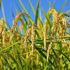 【地産地消】長野県産コシヒカリを召し上がれ☆