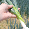 【伝統野菜 九条ねぎ】京都の伝統的な野菜「九条ねぎ」。口当たりがやわらかで甘味があり葉の内部にぬめりがあります。寒さが厳しくなり始めた頃、霜が何度か降りると、このぬめりが多くなり、甘味が強くなります。柔らかい食感に、ねぎ本来の旨み、自然の恵みをご賞味ください。