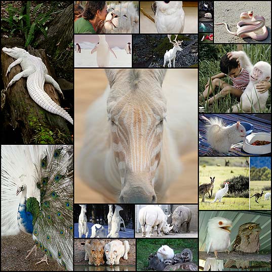 white-albino-animals20