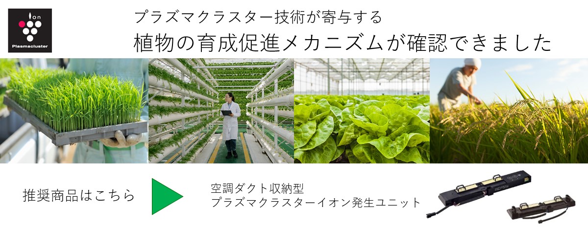 プラズマクラスター技術が寄与する植物の育成促進メカニズムが確認できました。空調ダクト収納型プラズマクラスターイオン発生ユニットシステムIG-002DC/IG-002DD製品ページにリンクします。