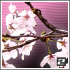 cherry blossoms2