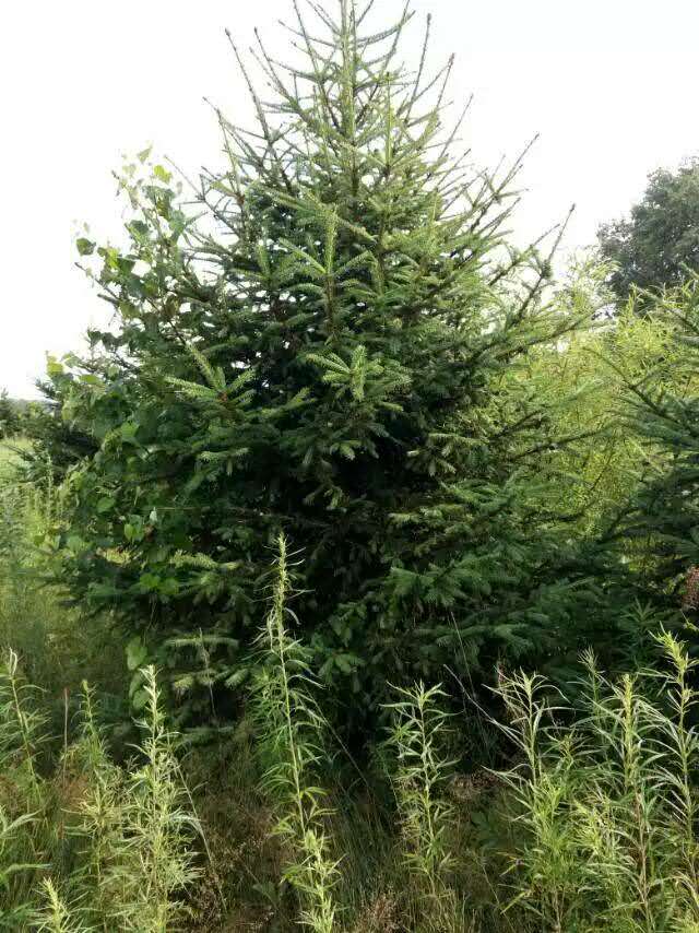 辽宁云杉苗*红皮云杉*密枝红皮*东北云杉基地*欢迎咨询苗木价格实地考察