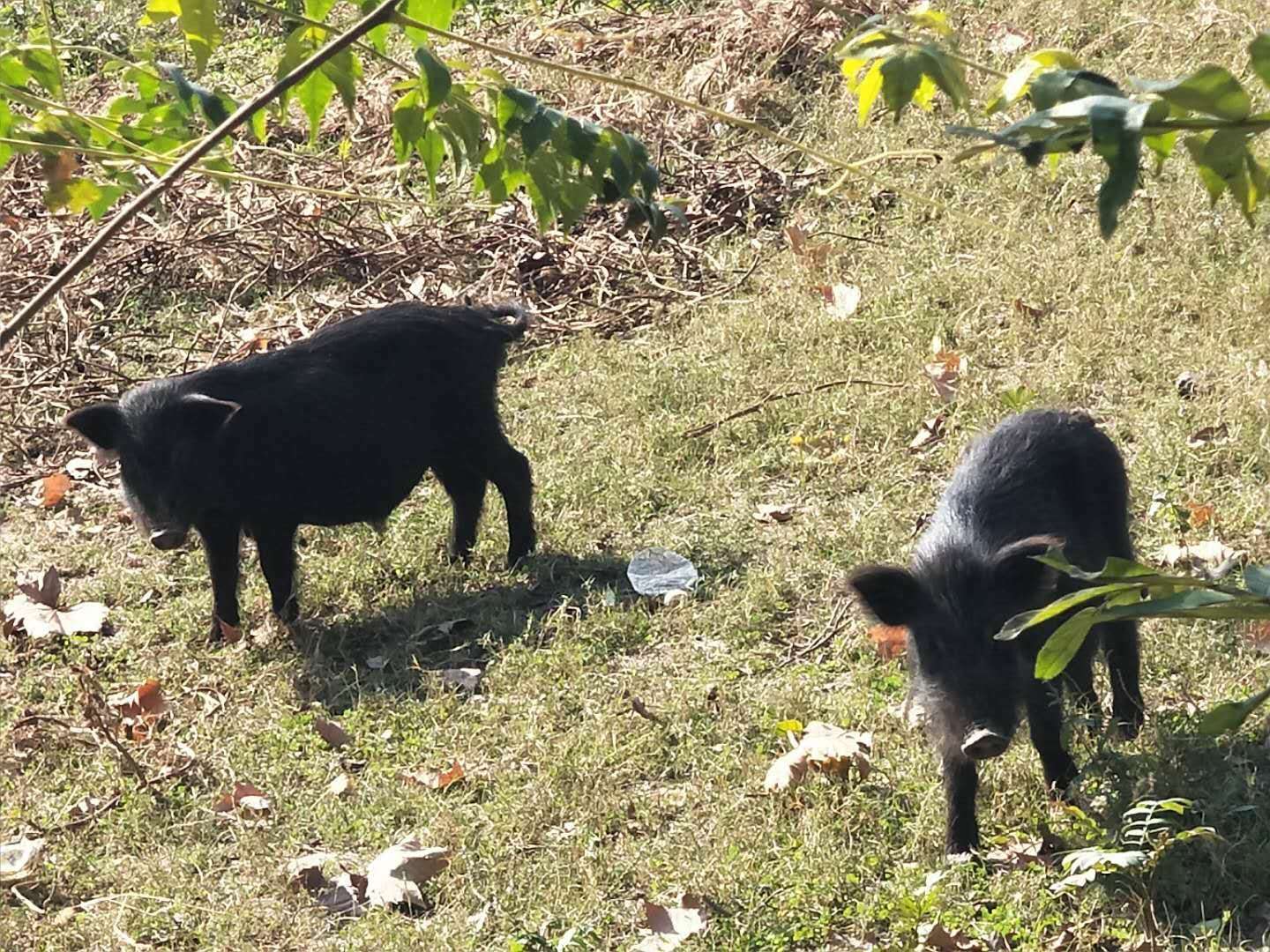 湖南长沙市藏香猪种猪卖价 养殖香猪可以吗