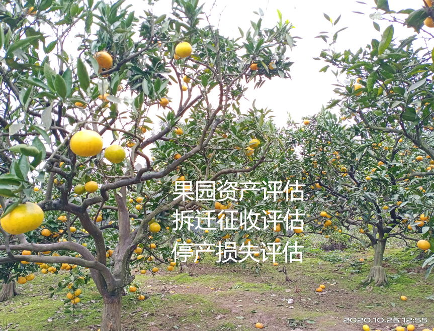 工商注册登记评估 乐山草本类花卉苗圃苗木资产评估公司