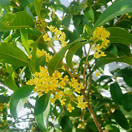 桂花香精塑料薄膜香精耐高温塑料香精遮味加香香精