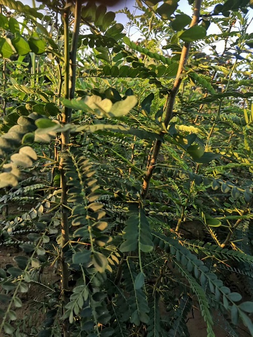 山西运城绛县皂角苗基地