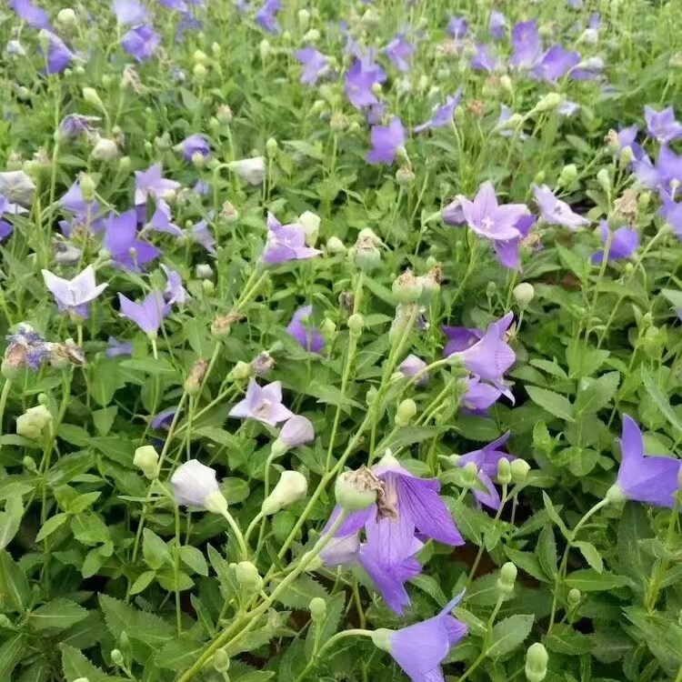 亳州桔梗种苗种植基地