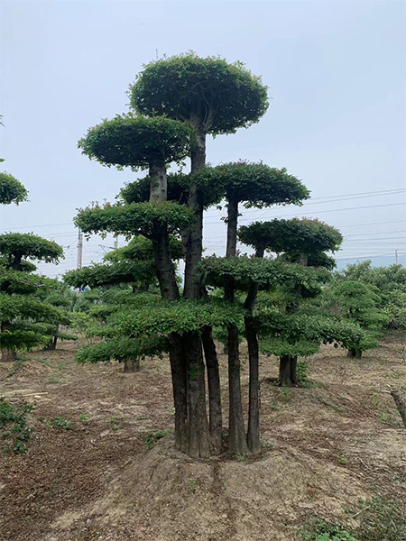 山东对节白蜡造型树景观_河北对节白蜡生桩_万鑫苗木