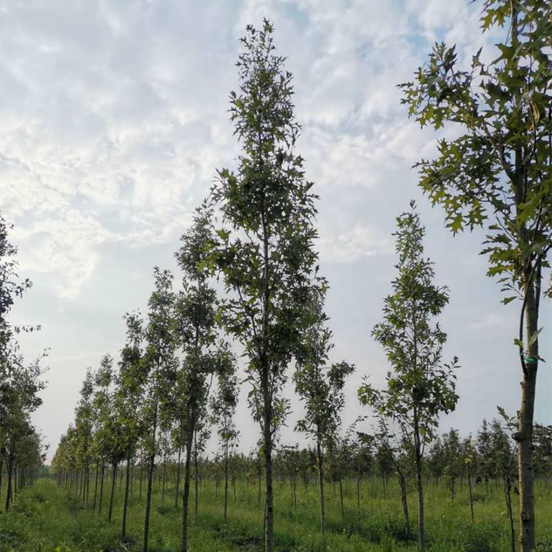 沼生栎太平洋光辉 观赏种植行道绿化防护树 景区园林观赏工程