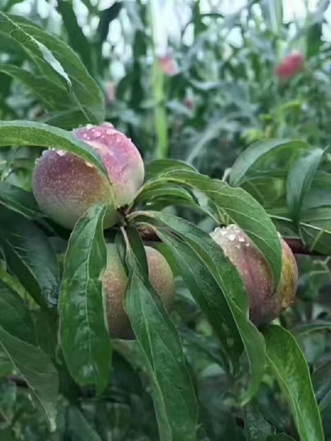 综合性宜宾水果商城简介