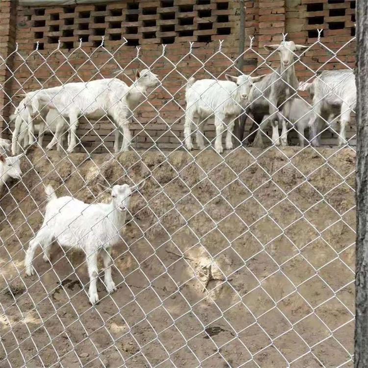 圈地养殖菱形活络网|围栏铁丝菱形网|镀锌铁丝勾花网