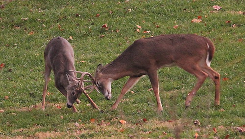 Photo of two young bucks sparring with their antlers