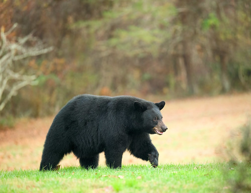 Photo of black bear walking across a field