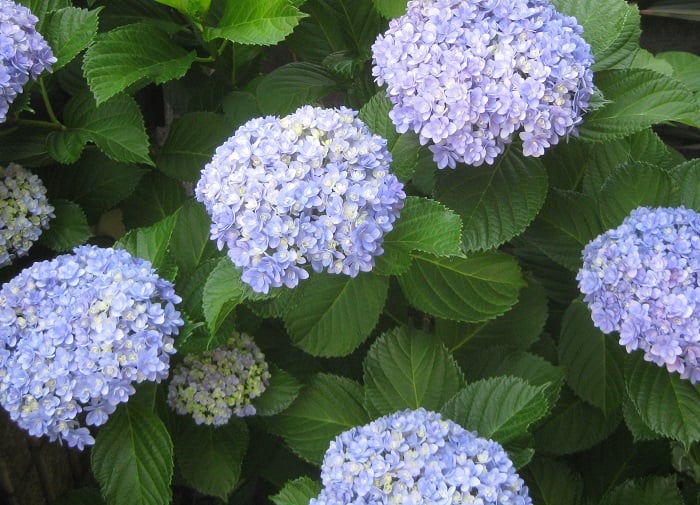 通常、アジサイの切り戻しの適期は、花後の６月上旬～７月下旬です。  アジサイの開花期は６～７月で、花が終わったらすぐ夏までに剪定します。夏以降に切ると翌年の花芽も切り落とすことになってしまい、翌年花が咲かないからです。  通常は、花の２節下の花芽が出ている上あたりでカットします。  株を大きくしていきたい場合は、花の１節下の花芽が出ている上あたりでカットし、花柄を摘むだけにします。  株を小さくしたい場合は、好きなサイズに刈り込むこともできますが、この場合、深く刈りすぎると翌年は花が咲きません。株を小さくすることを優先するため、翌年花が咲かないことを了解の上でカットしましょう。今年花が咲いた枝だけを短く刈り込み、花が咲かなかった枝はそのまま残すなど工夫してみるのもいいですね。