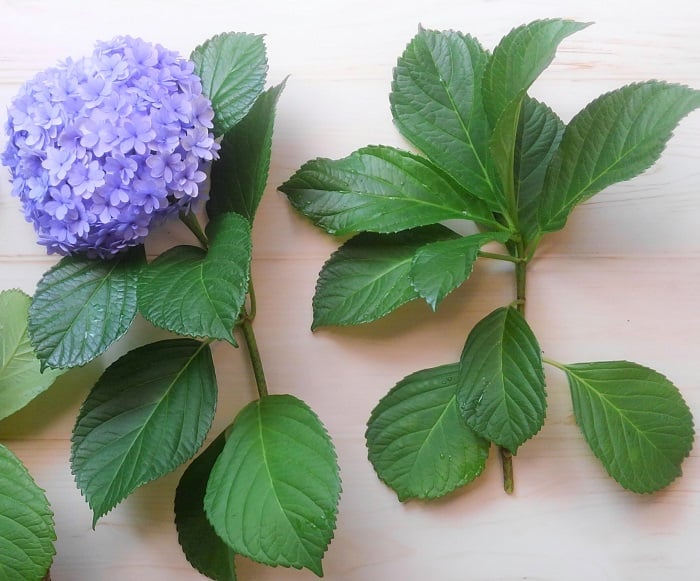 健康に育ち、勢いのある株から挿し穂をとります。今年花が咲かなかった枝、花が咲いた枝、どちらでも使えます。