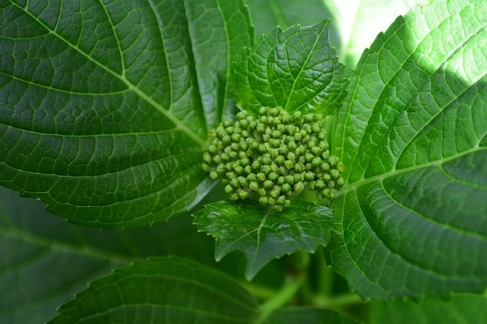 5月上旬のアジサイ  5月中旬以降には花のサイズは実寸になり、開花が早い年は5月後半くらいから色づき始めます。